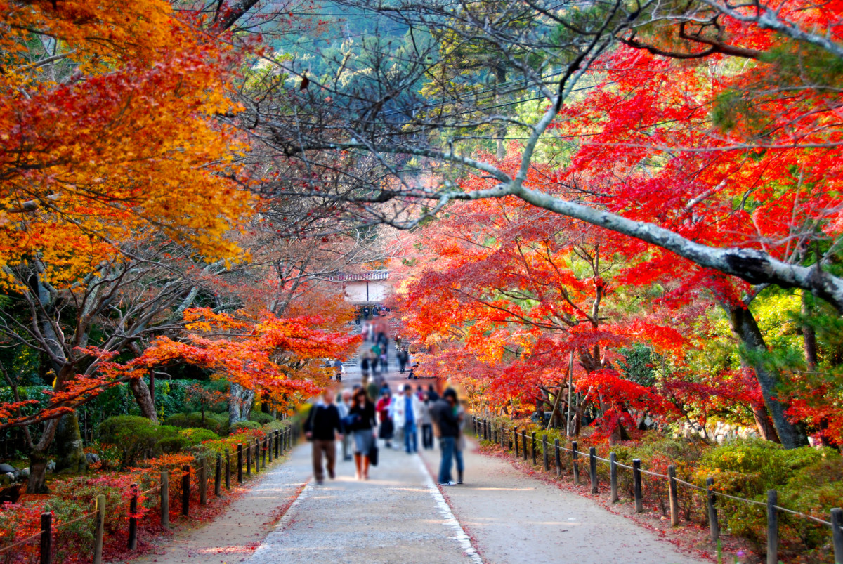 Г п японии. Парк Уэно Токио осенью. Япония Токио клены. Клены в Корее. Йокогама осенью.